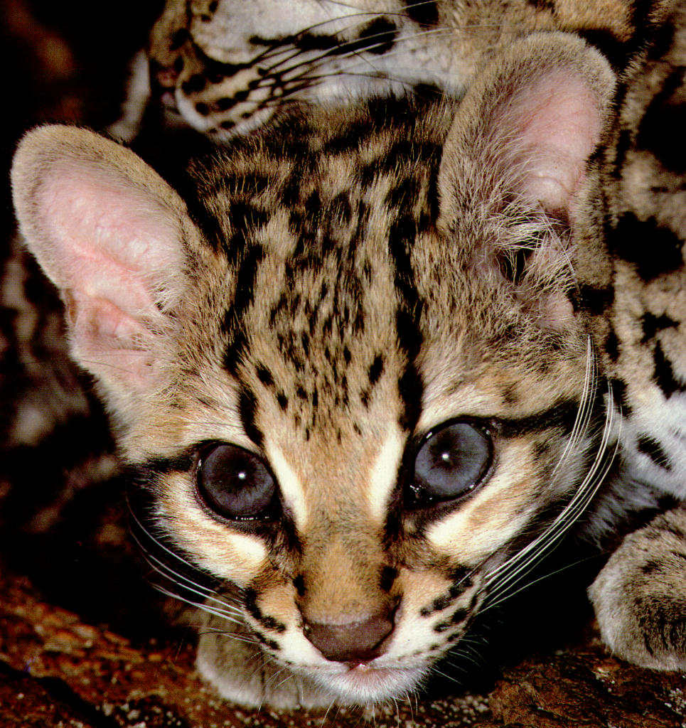 Ymargay.jpg