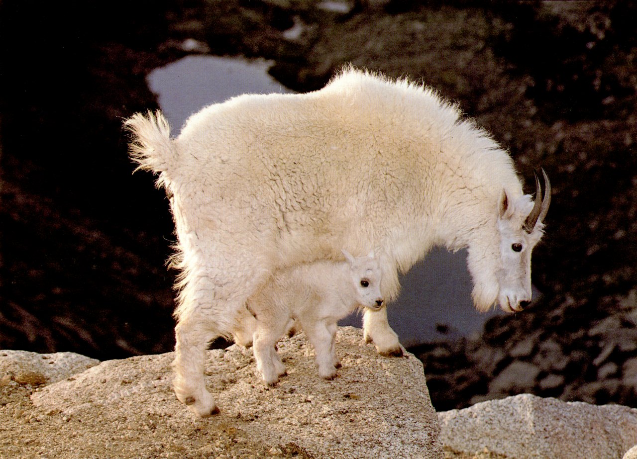 mountain_goat.jpg