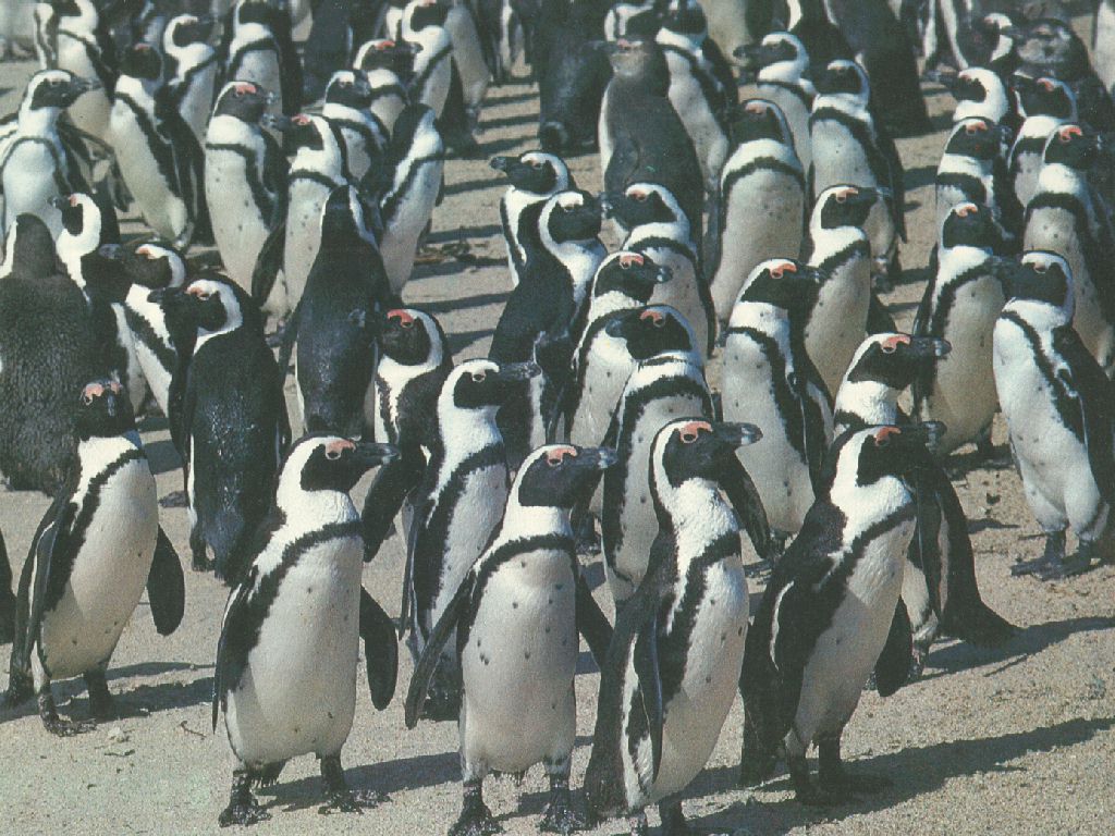 penguin1.jpg