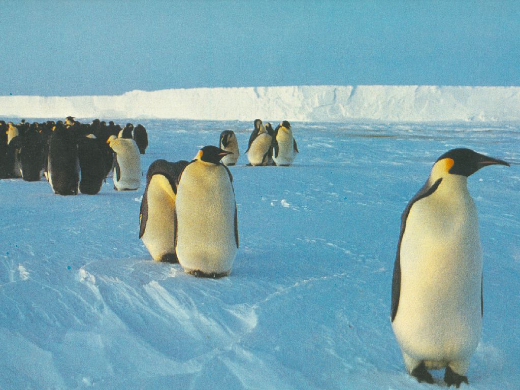 penguin4.jpg