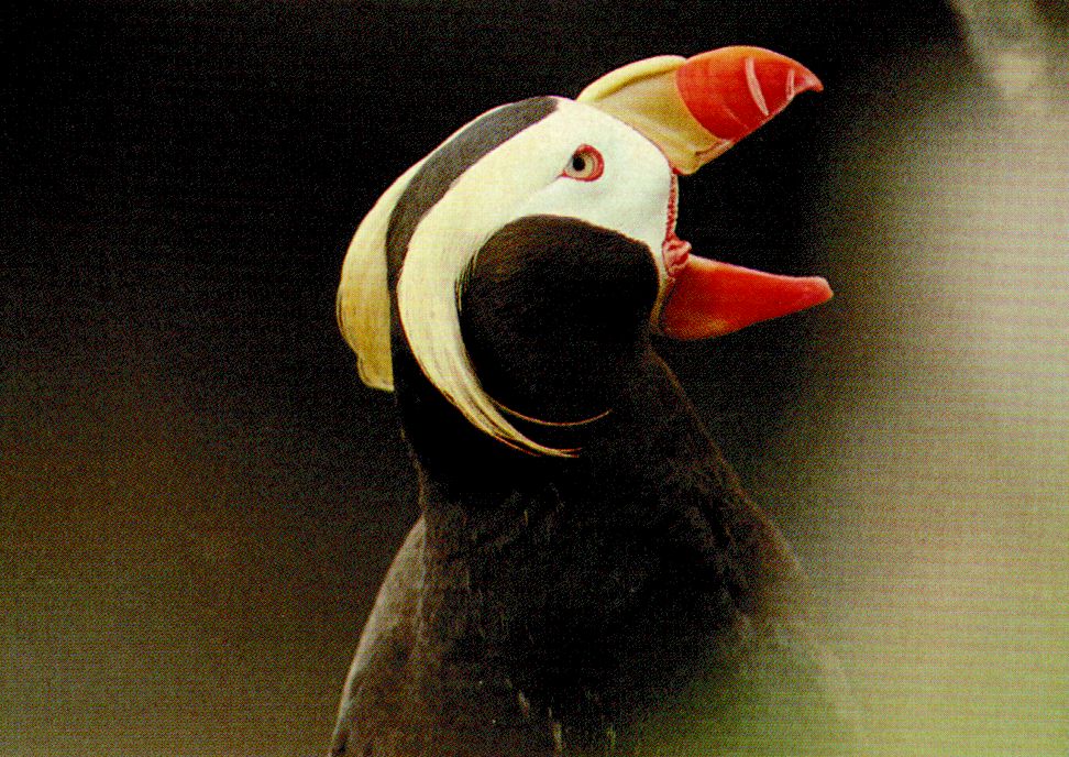 puffin.jpg