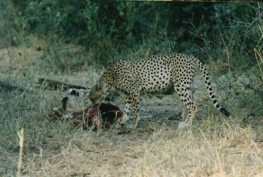 safari05.jpg