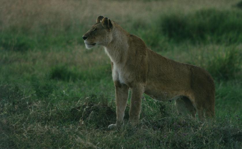 safari07.jpg