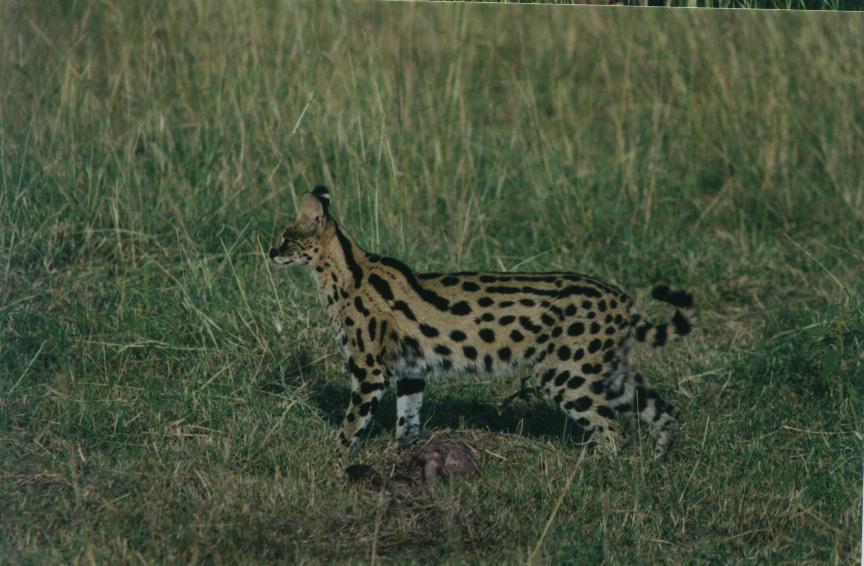 safari09.jpg